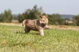 CHIEN FINNOIS DE LAPONIE 346
